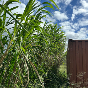 Bana Grass - Pennisetum purpureum x amaricanum NEW