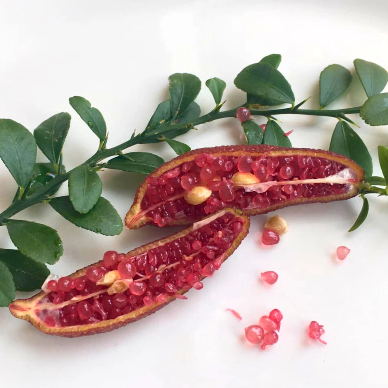 Finger Lime ‘Little Ruby’