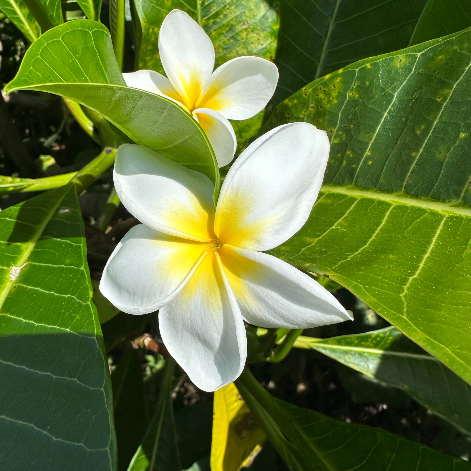 Frangipani - Samoan Fluff