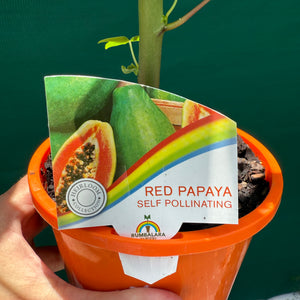 Red Papaya (Self Pollinating) NEW