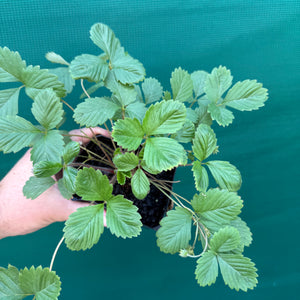 Strawberry - Alpine NEW