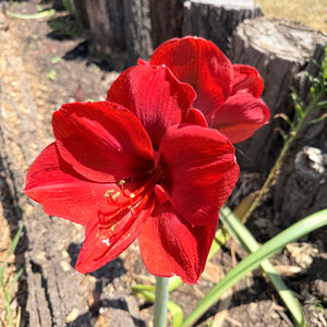 Hippeastrum ‘Ferrari’
