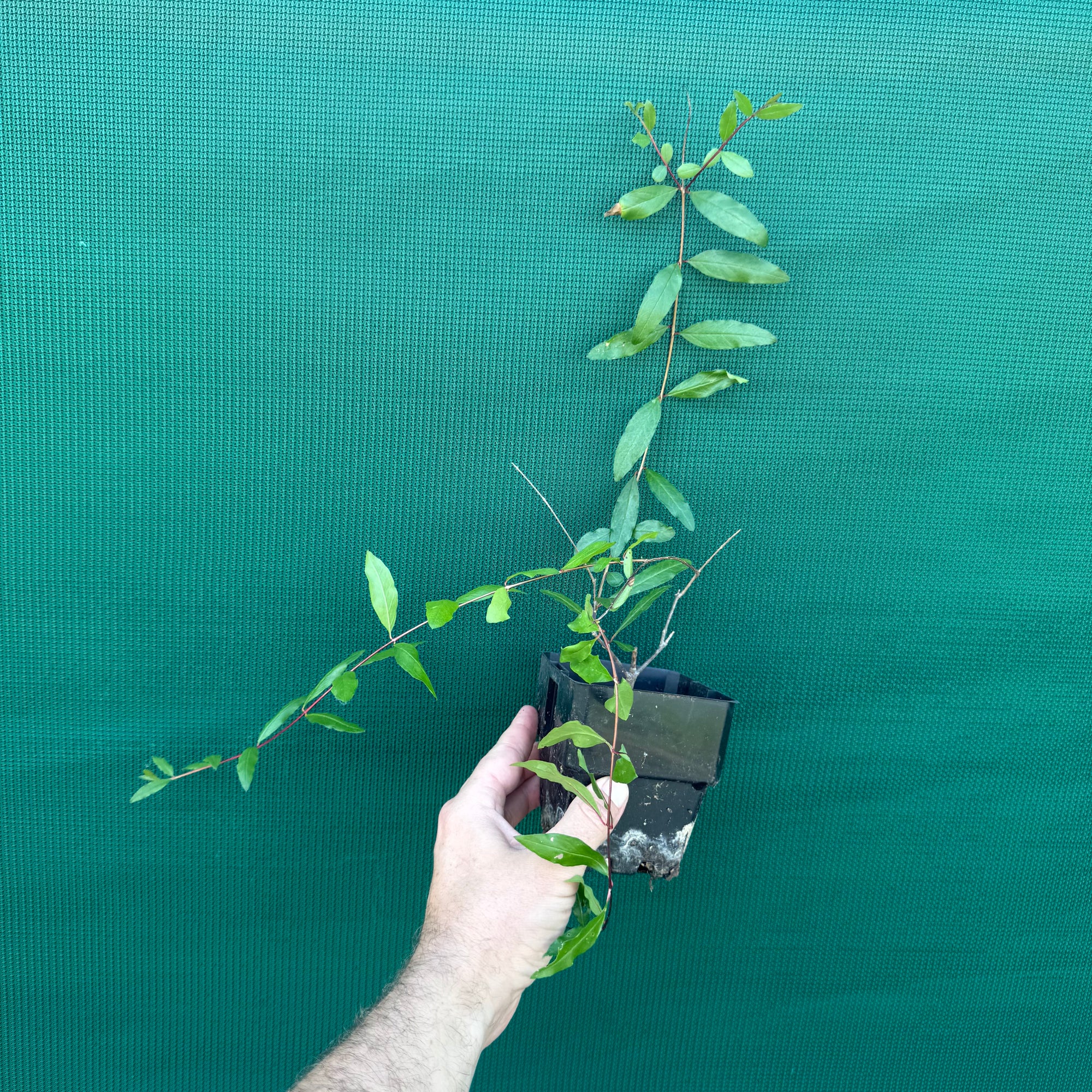 Pomegranate ‘Black’ NEW