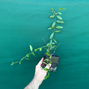 Pomegranate ‘Black’ NEW