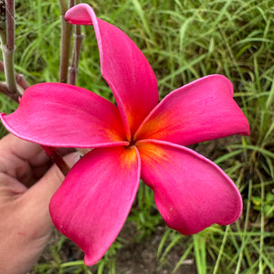 Frangipani - Japanese Lantern