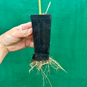 East Indian Lemon Grass - Cymbopogon flexuosus NEW