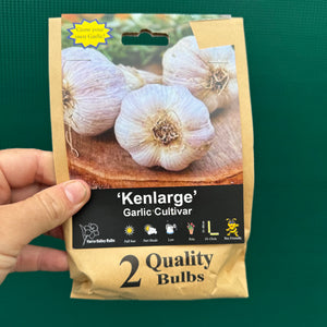 Garlic ‘Kenlarge’ NEW