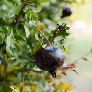 Pomegranate ‘Black’ NEW
