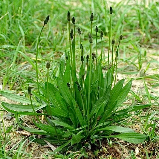 Plantain (Plantago lanceolata) NEW