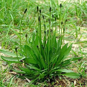 Plantain (Plantago lanceolata) NEW