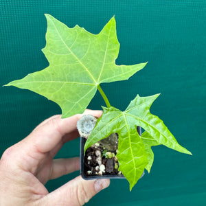 Chaya - Cnidoscolus aconitifolius New