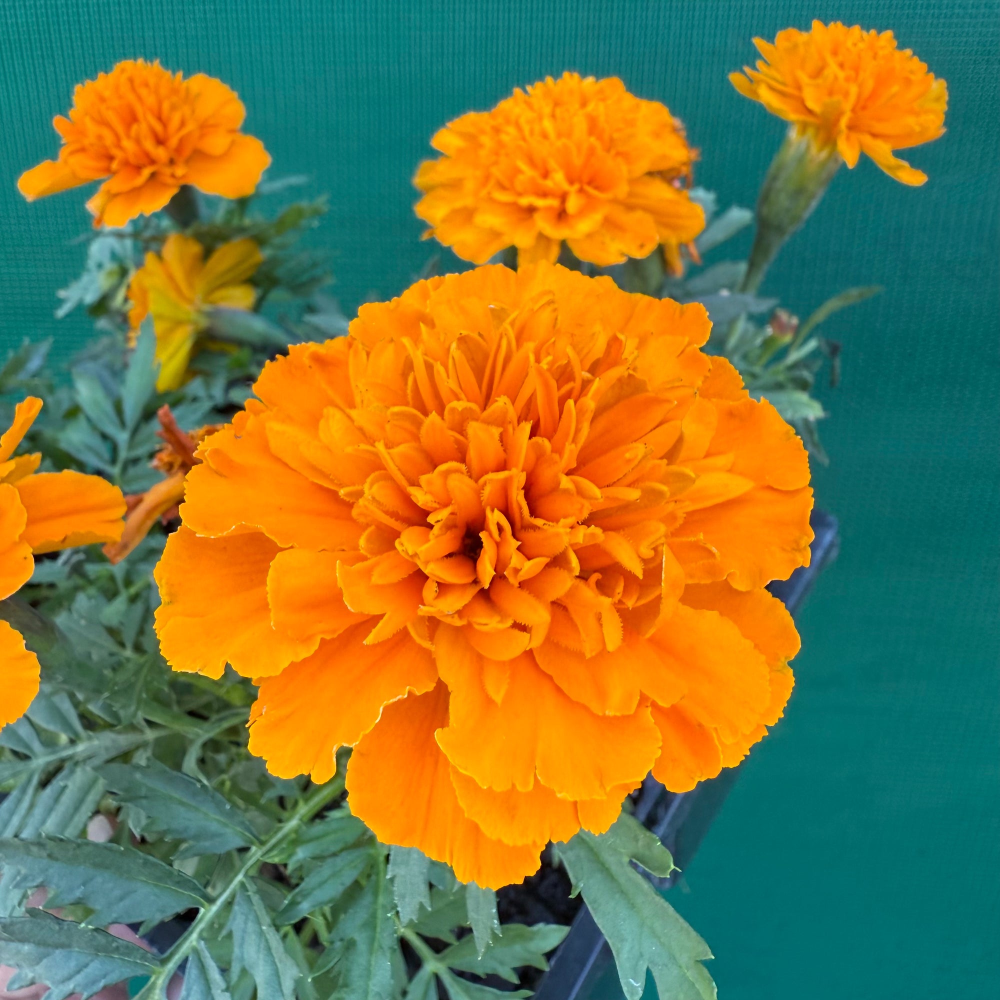 Marigold - French Orange NEW