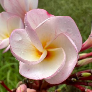 Frangipani - Rosea NEW