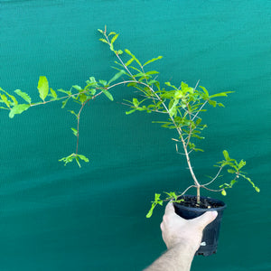 Pomegranate ‘Galusha Rosa’ NEW