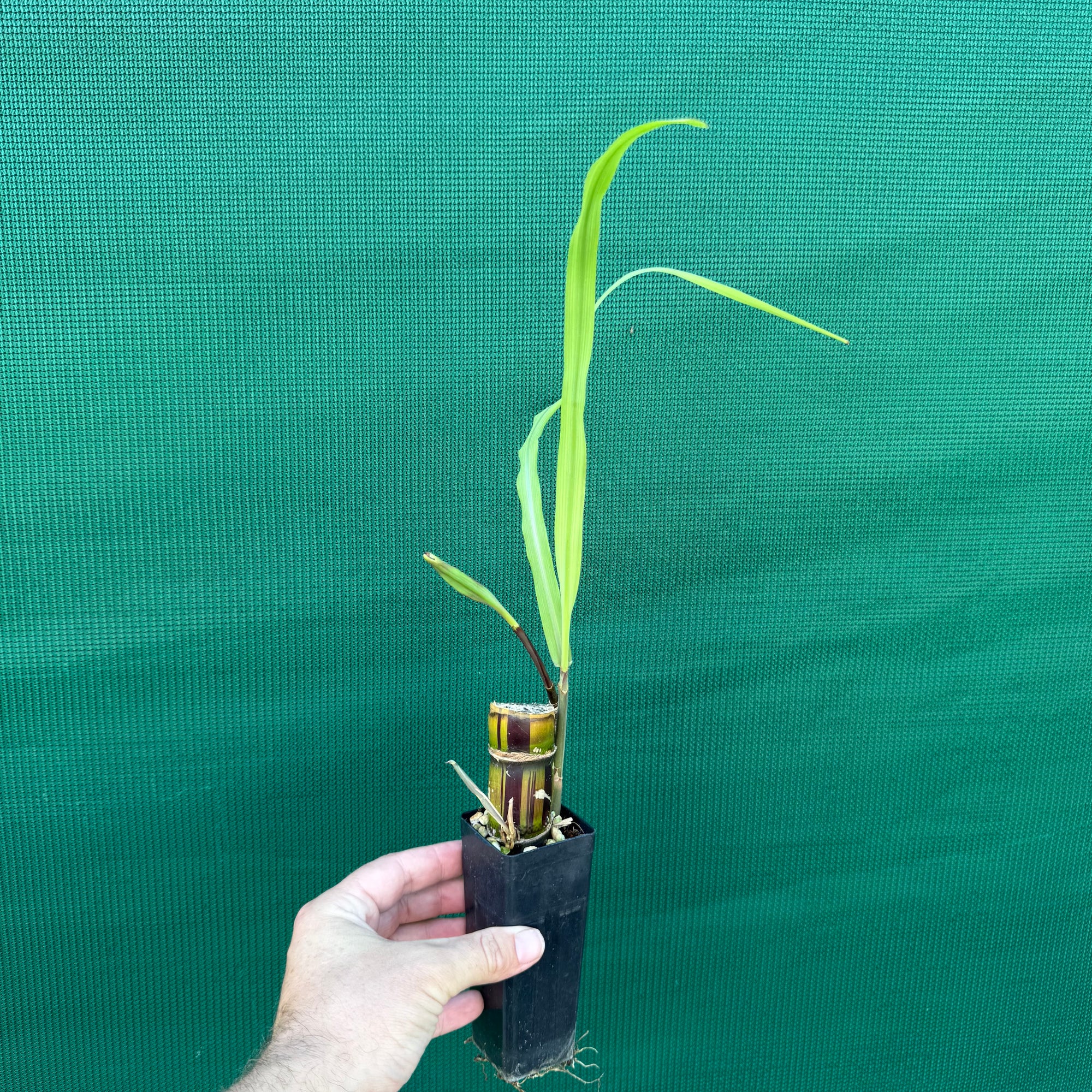 Sugar Cane ‘Striped’ NEW