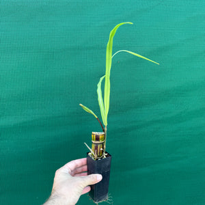 Sugar Cane ‘Striped’ NEW