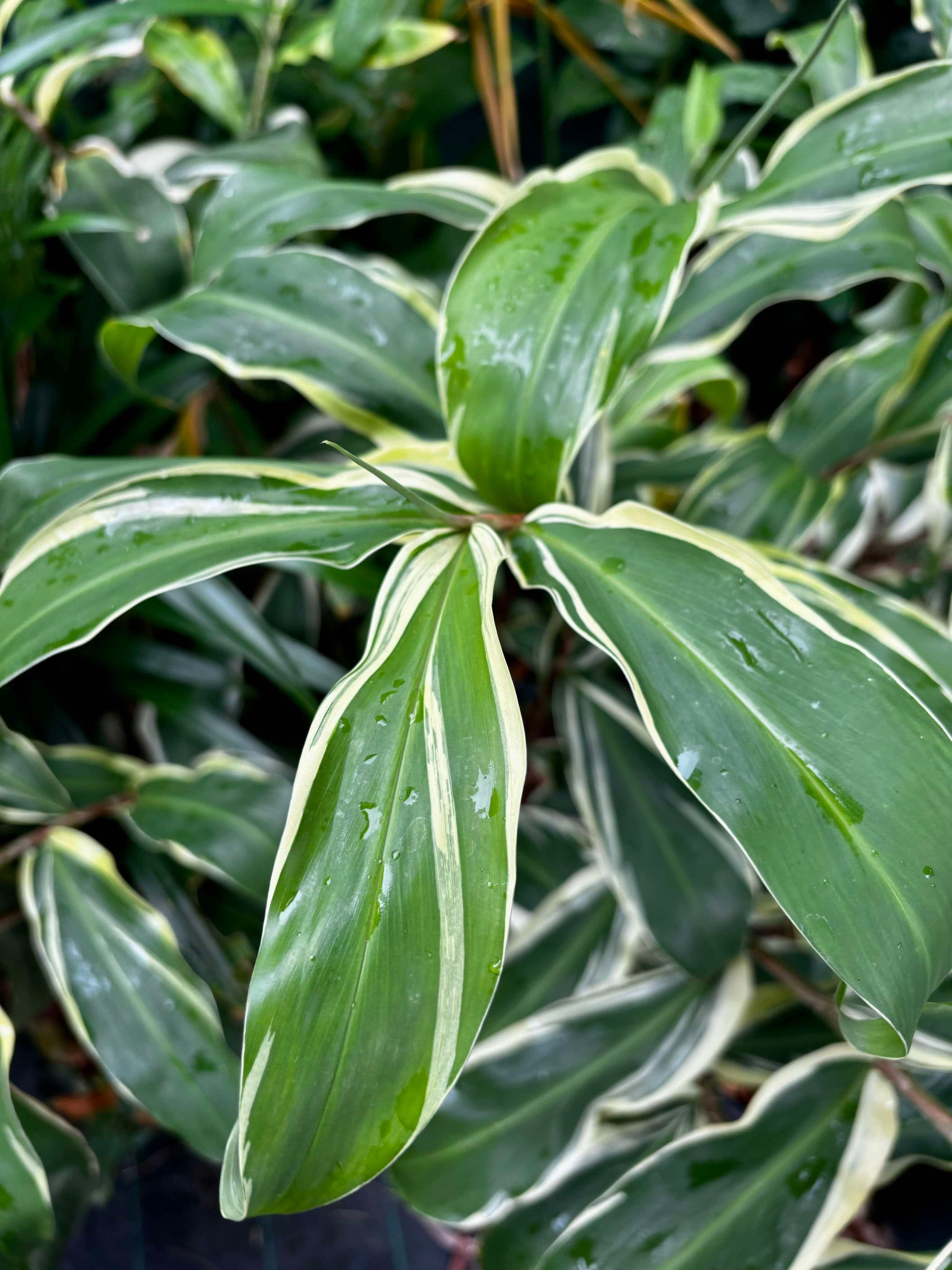 Variegated Shampoo Ginger - Zingiber zerumbet NEW