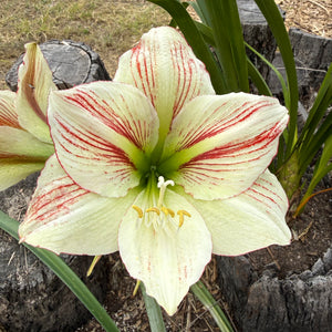 Hippeastrum ‘Ambiance’ NEW