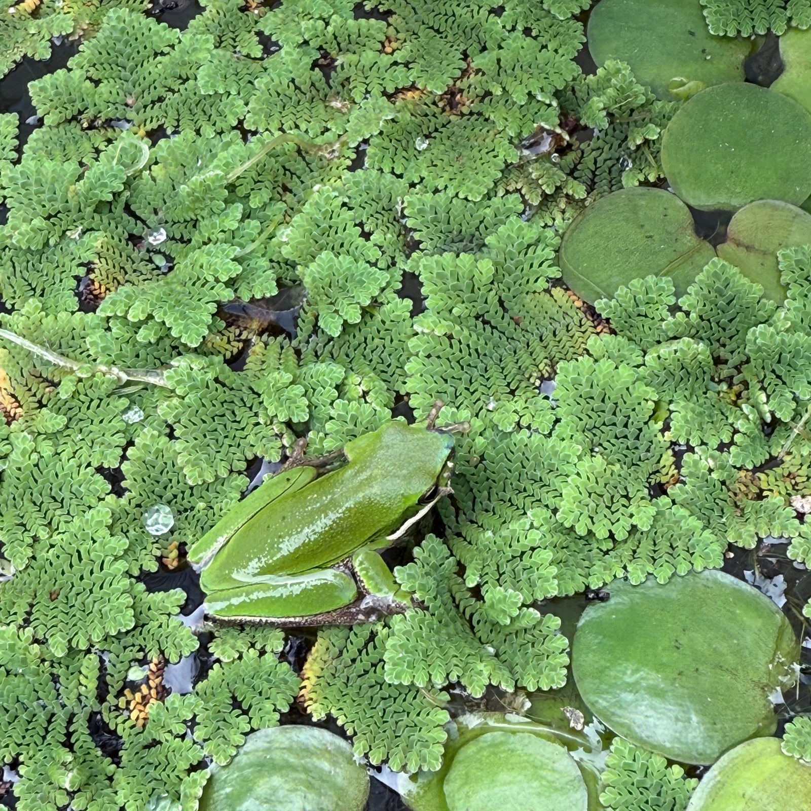 Azolla filiculoides NEW