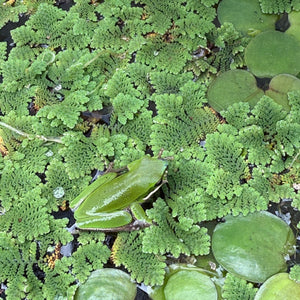 Azolla filiculoides NEW