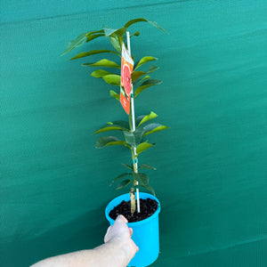 Grapefruit ‘Flame’ (Grafted) NEW