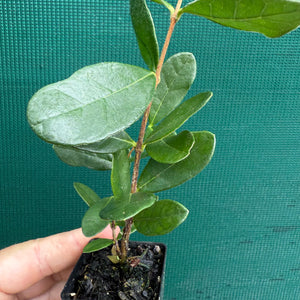 Feijoa - Pineapple Guava