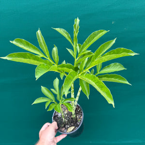 Elephant Foot Yam - Amorphophallus paeoniifolius