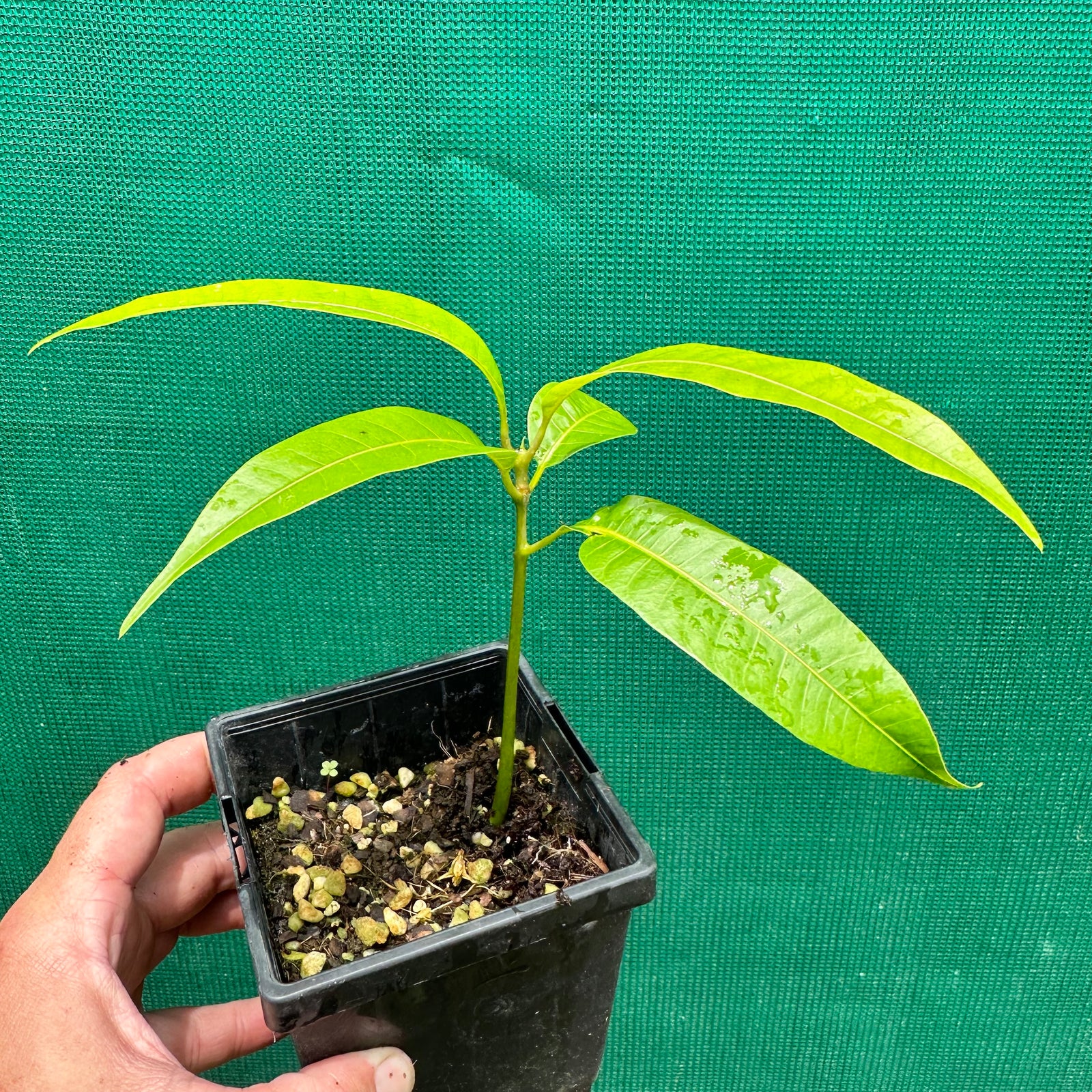 Mango - Kensington Pride