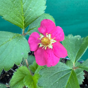 Strawberry - Pinkie NEW