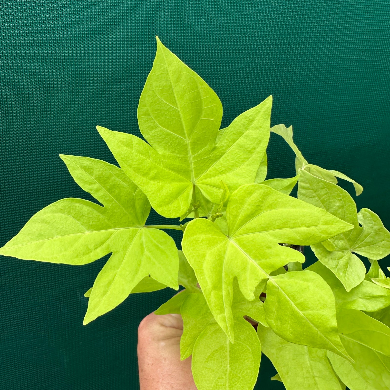 Sweet Potato ‘Ornamental Lime’ NEW