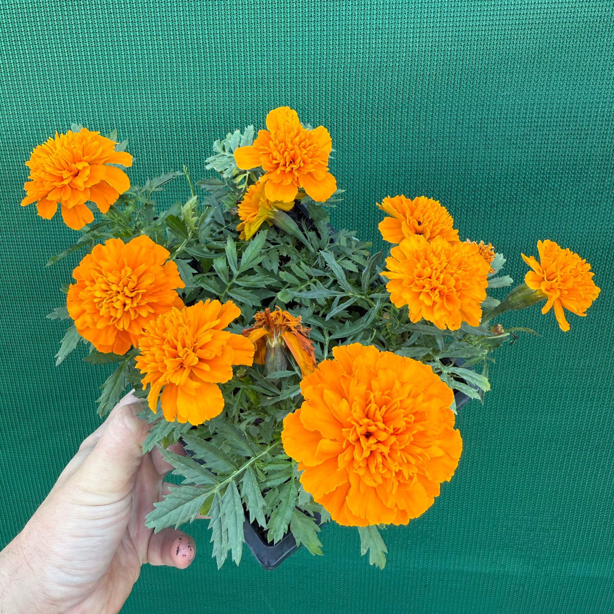 Marigold - French Orange NEW