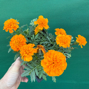 Marigold - French Orange NEW