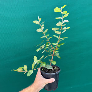 Feijoa ‘Sellowiana Pineapple’ NEW