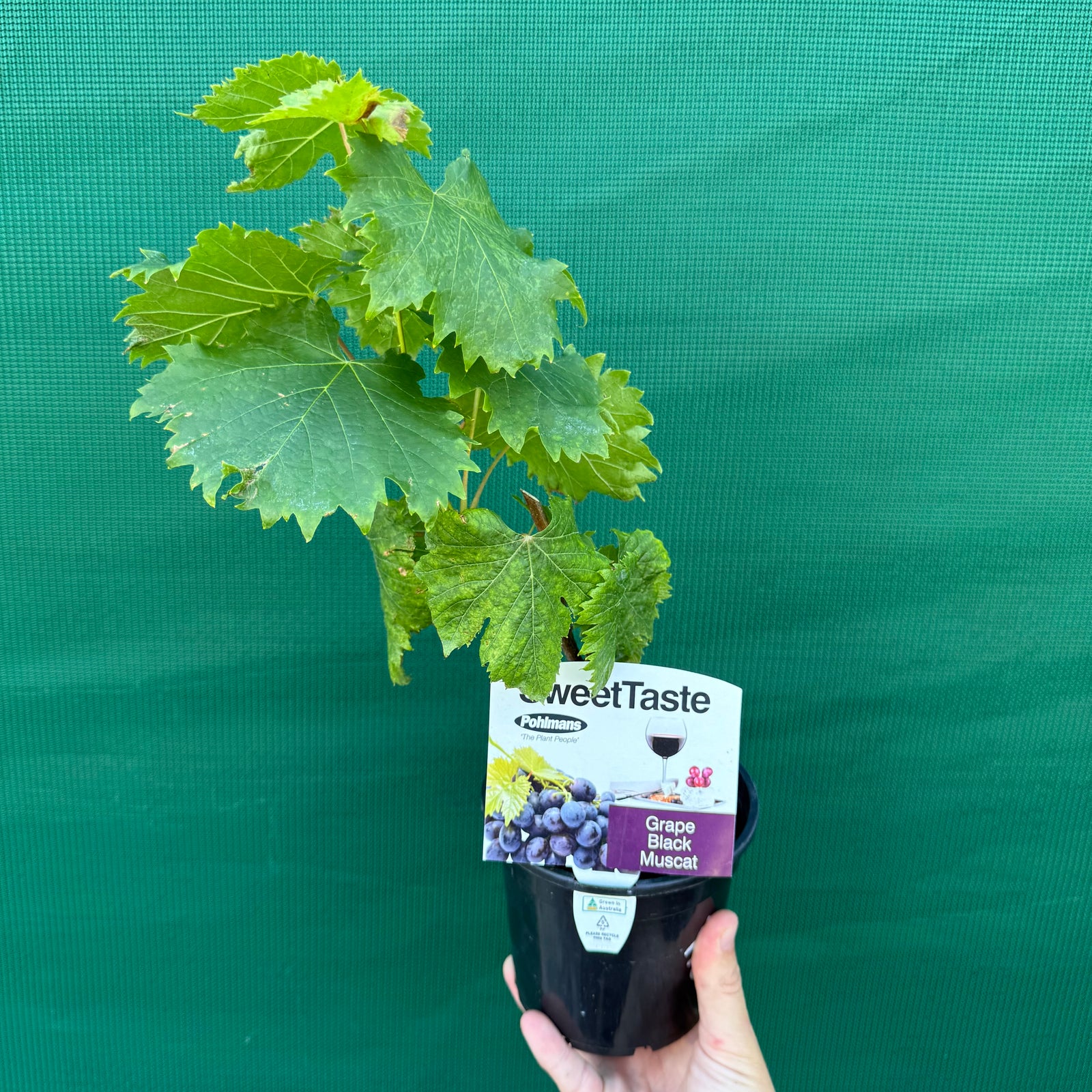 Grape ‘Black Muscat’ NEW