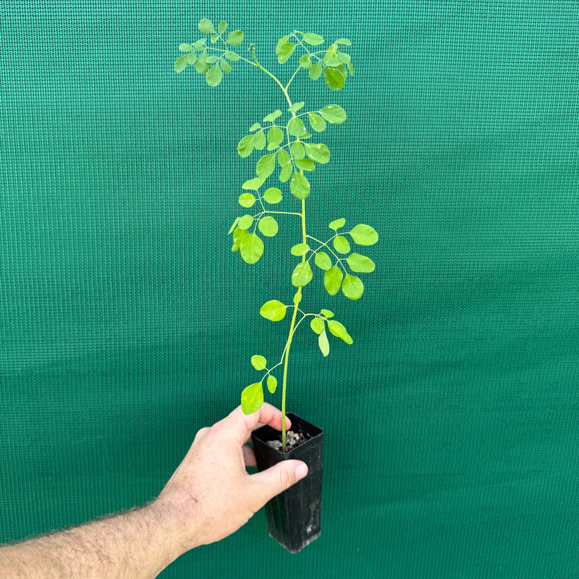 Moringa - Moringa oleif NEW