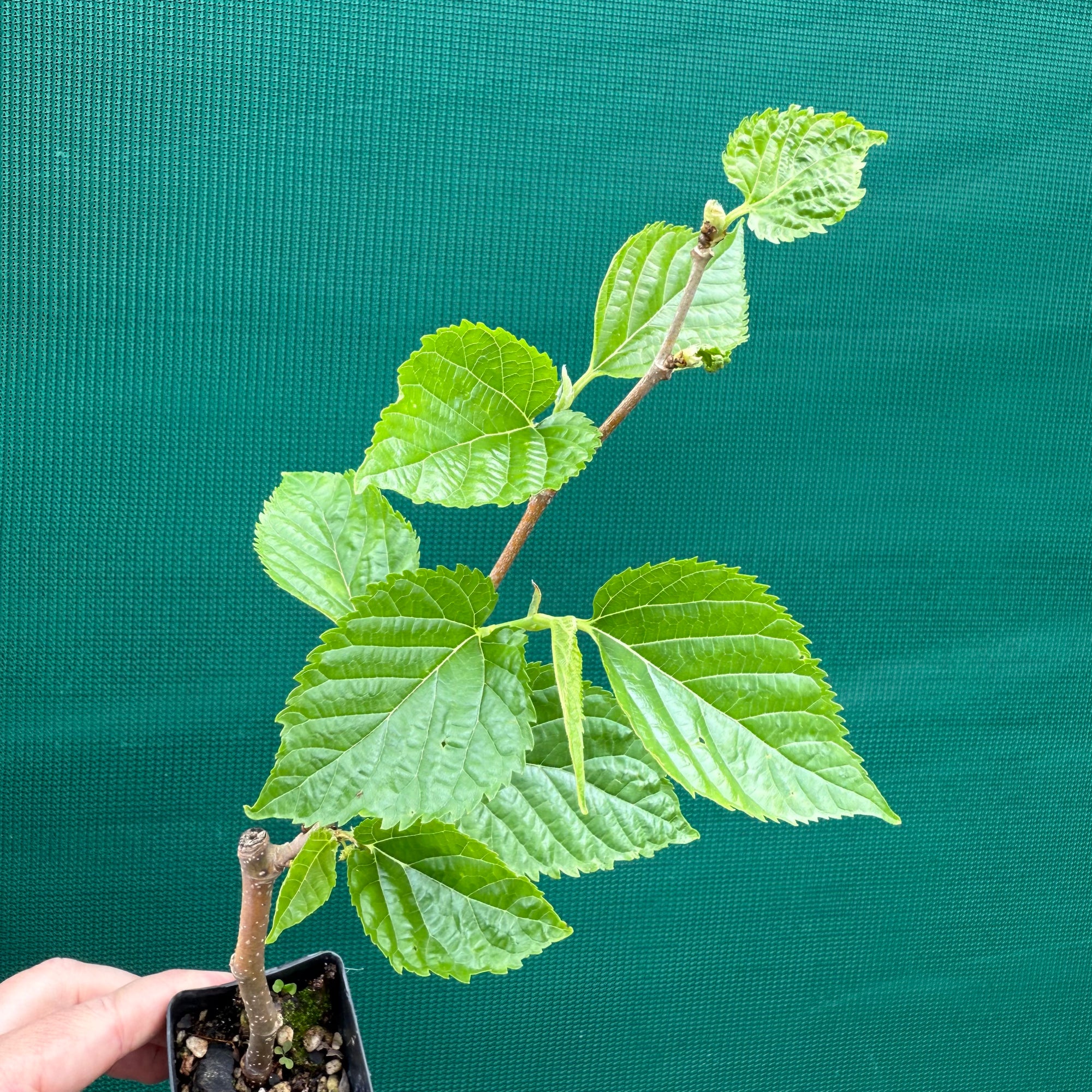 Mulberry ‘Dwarf Black’ - Morus nigra NEW