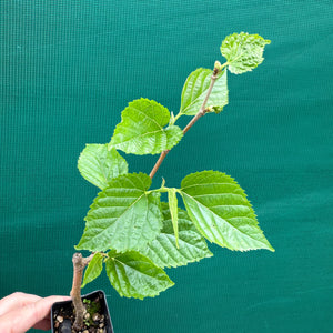 Mulberry ‘Dwarf Black’ - Morus nigra NEW