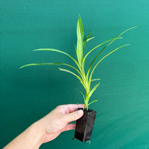 Pandanus tectorius NEW