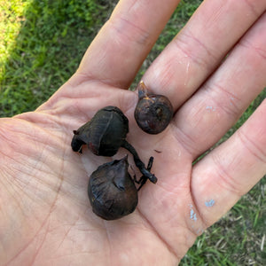 Water Chestnut