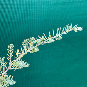 Ruby Saltbush - Enchylaena tomentosa NEW