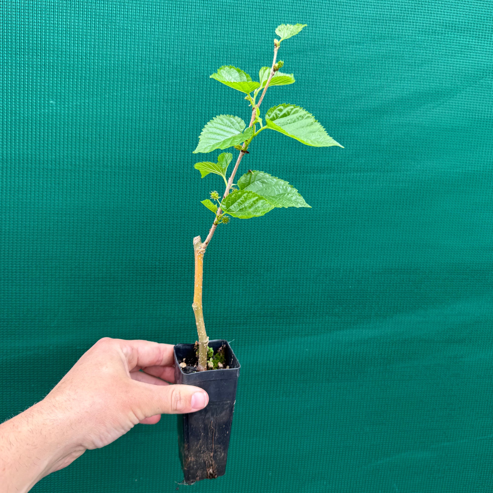 Mulberry ‘Dwarf Black’ - Morus nigra NEW