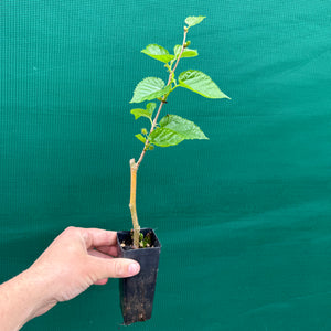 Mulberry ‘Dwarf Black’ - Morus nigra NEW
