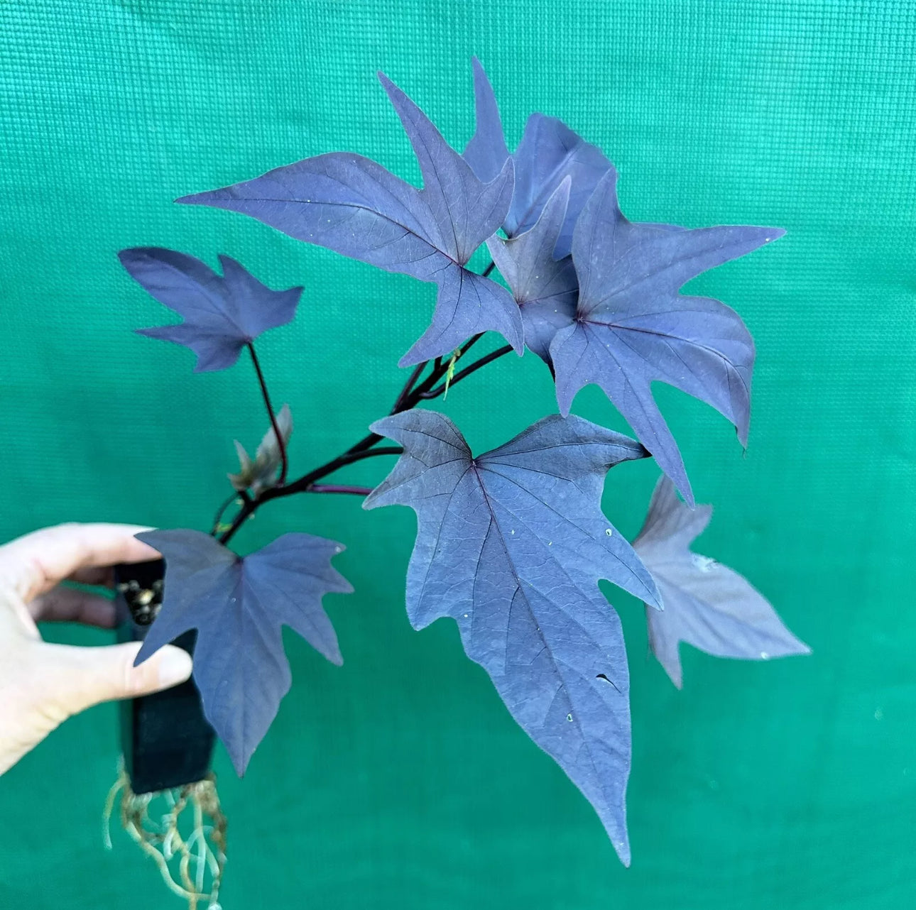 Sweet Potato ‘Treasure Island Manihi’ NEW