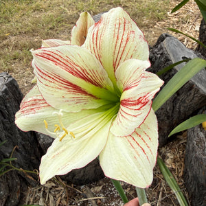 Hippeastrum ‘Ambiance’ NEW