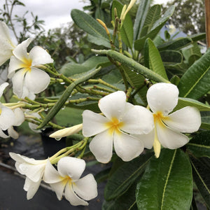Frangipani - Plumeria Obtusa ‘Singapore Evergreen White’ NEW
