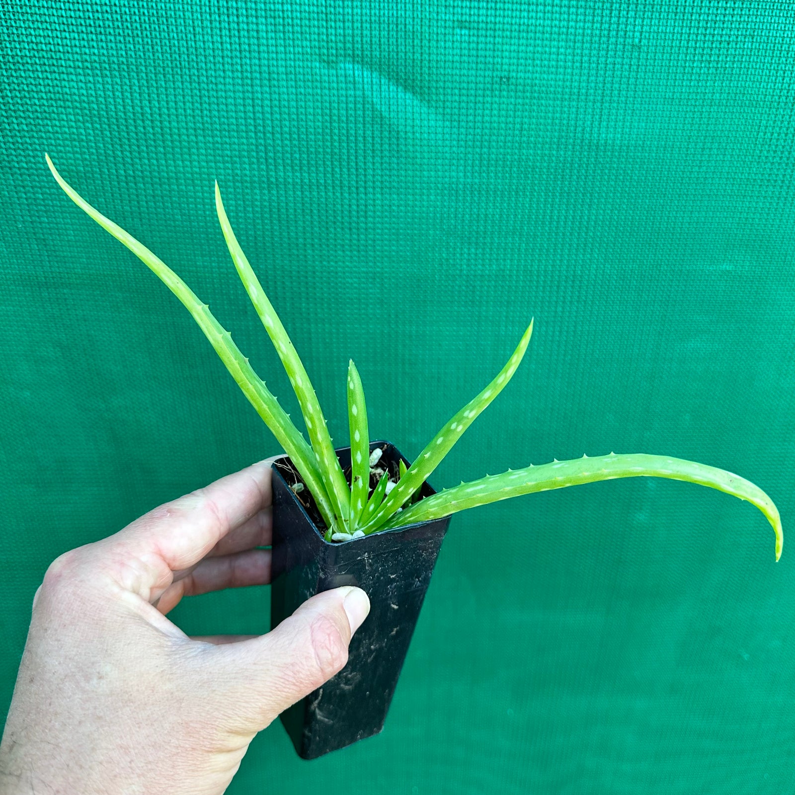 Aloe vera