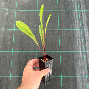 Red Rib Chicory