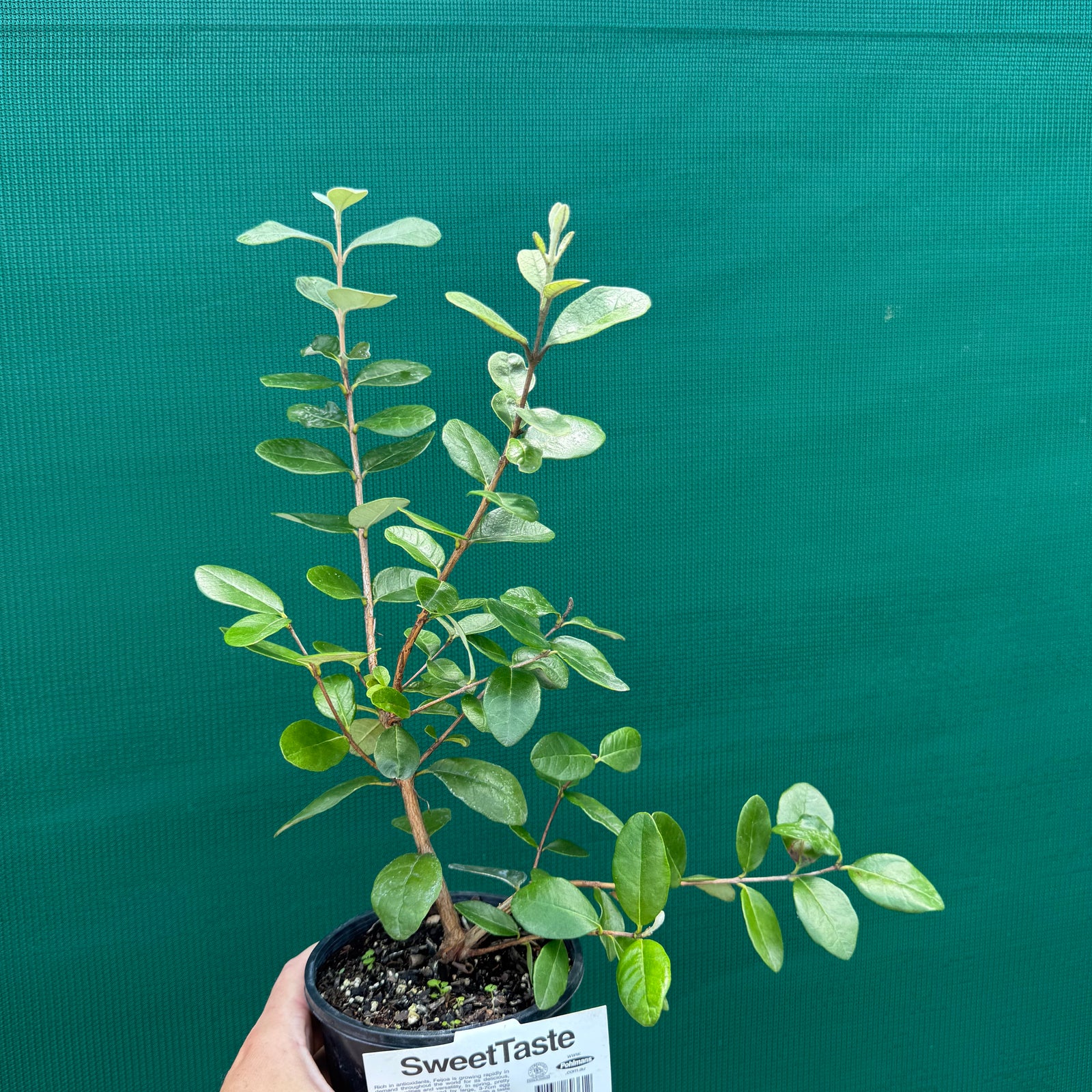 Feijoa ‘Sellowiana Pineapple’ NEW