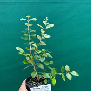 Feijoa ‘Sellowiana Pineapple’ NEW