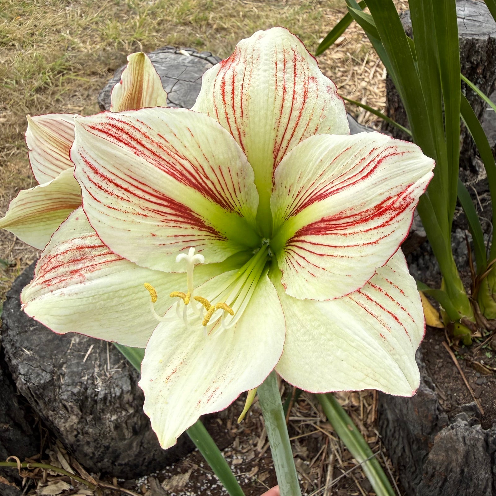 Hippeastrum ‘Ambiance’ NEW